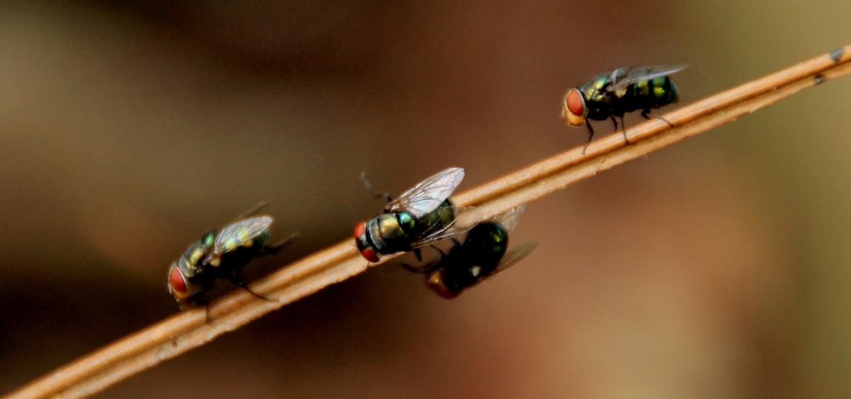 Czy znacie bardzo dobre sposoby walki z insektami?
