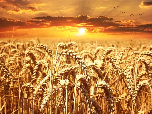 Ochrona zbóż ozimych pozwala na zwiększenie plonów