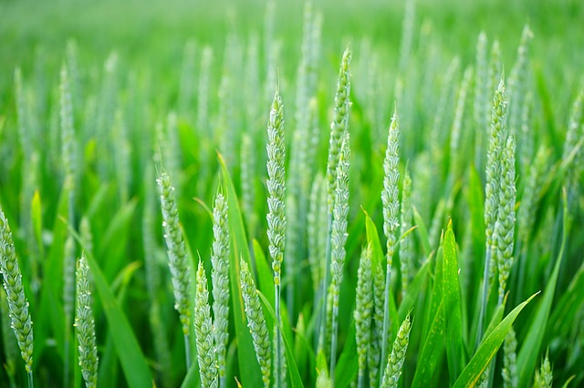 Ochrona zbóż ozimych pozwala na zwiększenie plonów