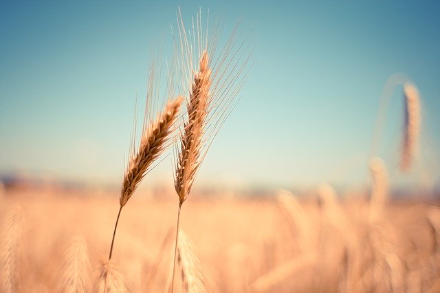 Wiedza o tym jak powinno wyglądać prawidłowe odchwaszczanie kukurydzy